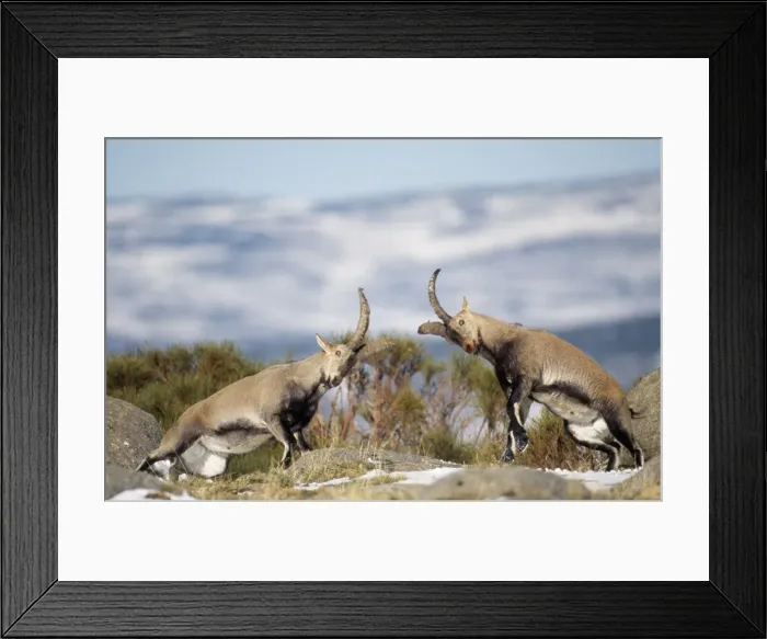 Framed Print : Spanish Ibex - Males fighting Spain. Fam: Victoriae Framed Print : Spanish Ibex - Males fighting Spain. Fam: Victoriae