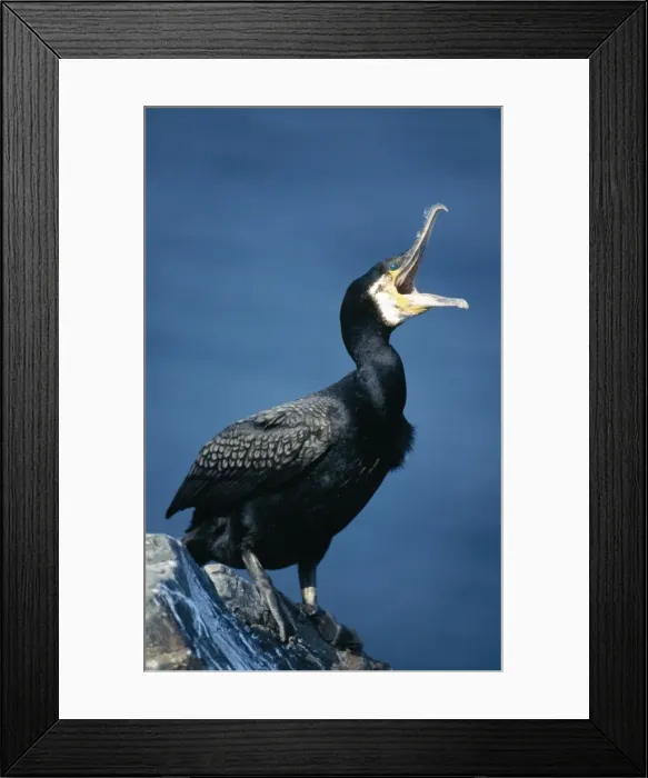 Framed Print : Cormorant - Panting UK Framed Print : Cormorant - Panting UK