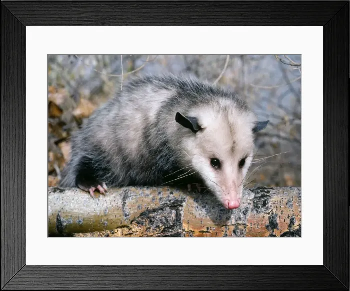 Framed Print : Opossum - On tree branch Framed Print : Opossum - On tree branch