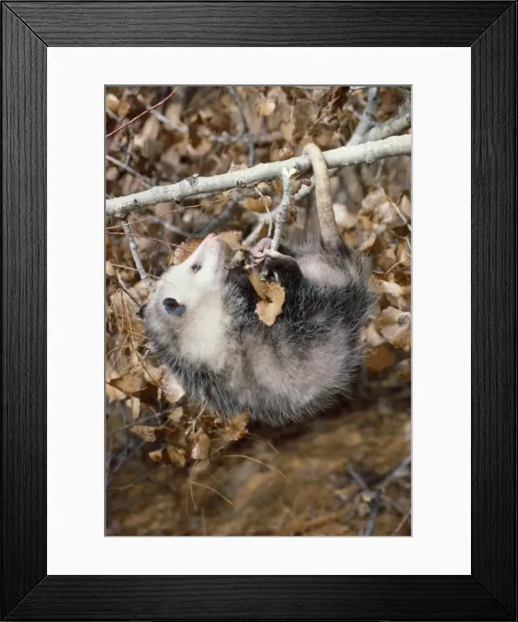 Framed Print : Opossum. CAN-832. Virginia OPOSSUM - hangs by feet and tail Framed Print : Opossum. CAN-832. Virginia OPOSSUM - hangs by feet and tail