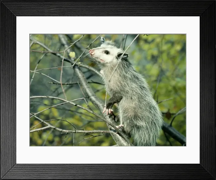 Framed Print : Opossum - On tree branch Framed Print : Opossum - On tree branch
