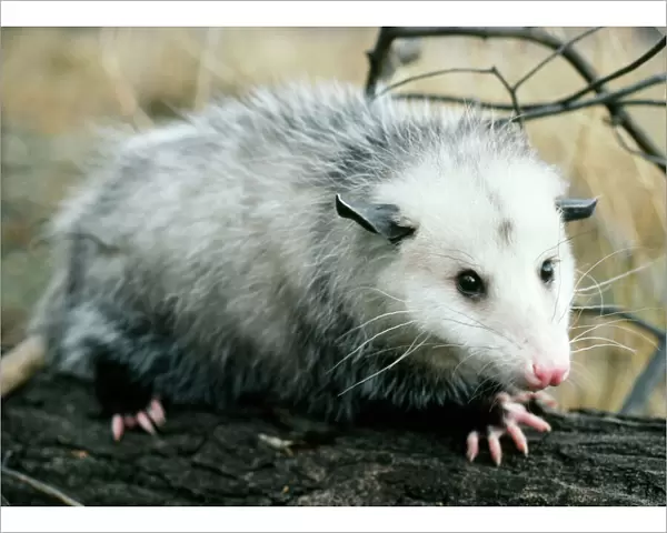 Opossum - Walking on tree branch