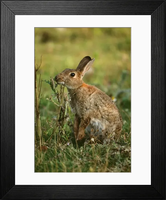 Framed Print : Common Rabbit UK Framed Print : Common Rabbit UK