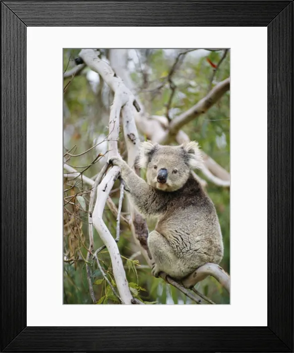 Framed Print : Koala Australia Framed Print : Koala Australia