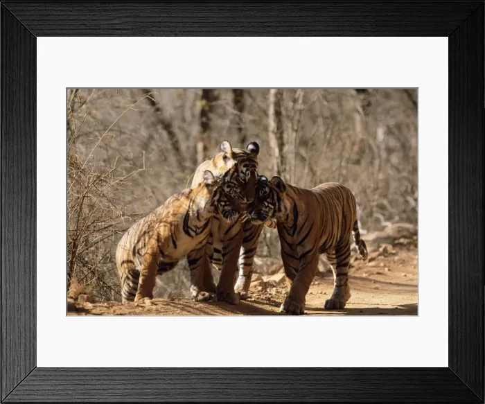 Framed Print : Bengal / Indian Tiger Family group, three nuzzling. India Framed Print : Bengal / Indian Tiger Family group, three nuzzling. India