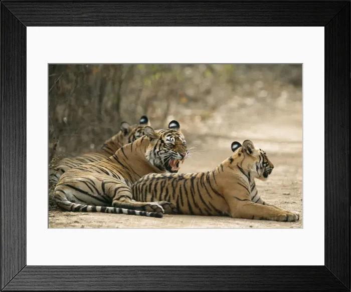 Framed Print : Bengal / Indian Tiger Mother showing aggresion to cubs, Ranthambhore National Park, India Framed Print : Bengal / Indian Tiger Mother showing aggresion to cubs, Ranthambhore National Park, India
