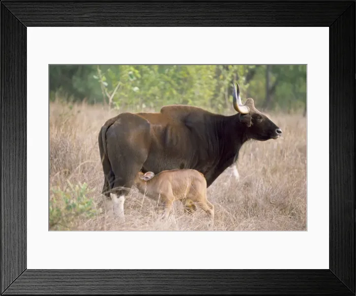Framed Print : Gaur - suckling young Kanha National Park, India Framed Print : Gaur - suckling young Kanha National Park, India