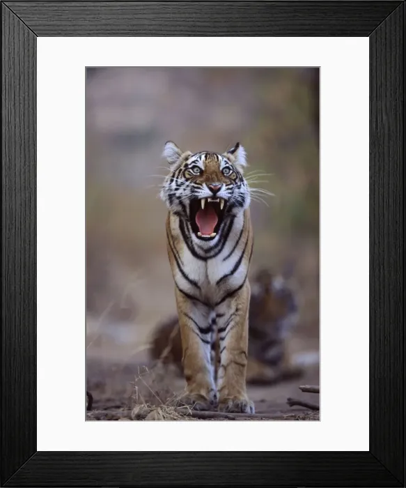 Framed Print : Bengal / Indian Tiger - Female yawning Ranthambhore NP, Rajasthan, India Framed Print : Bengal / Indian Tiger - Female yawning Ranthambhore NP, Rajasthan, India