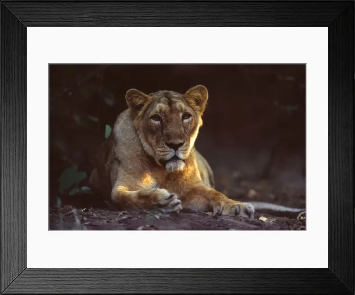 Framed Print : Asiatic Lioness Gir Forest, Gujarat, India Framed Print : Asiatic Lioness Gir Forest, Gujarat, India