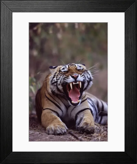Framed Print : Tiger - Male yawning Ranthambhore NP, Rajasthan, India Framed Print : Tiger - Male yawning Ranthambhore NP, Rajasthan, India