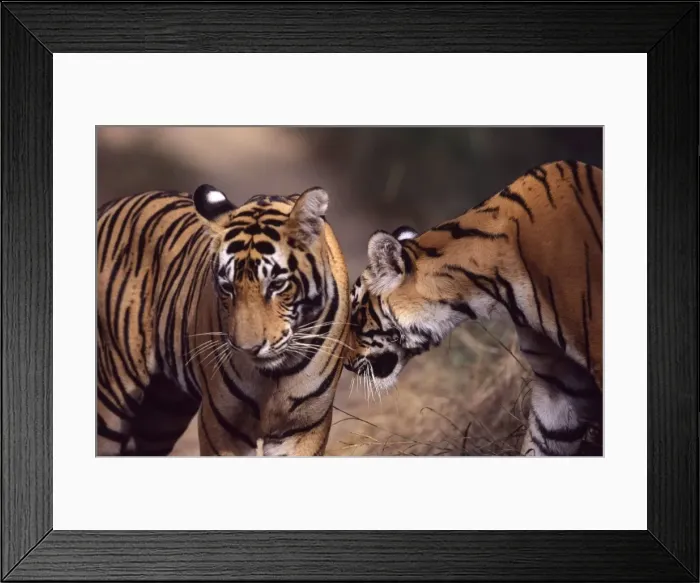 Framed Print : Tiger - Two year-old female greeting brother Ranthambhore NP, Rajasthan, India Framed Print : Tiger - Two year-old female greeting brother Ranthambhore NP, Rajasthan, India