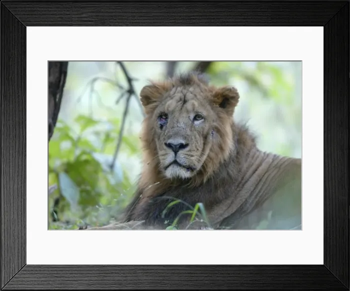Framed Print : Asiatic Lion - with injured eye & face Sasan Gir NP, Gujarat, India Framed Print : Asiatic Lion - with injured eye & face Sasan Gir NP, Gujarat, India