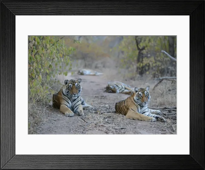 Framed Print : Tiger - Mother and three two year-old cubs Ranthambhore NP, Rajasthan, India Framed Print : Tiger - Mother and three two year-old cubs Ranthambhore NP, Rajasthan, India