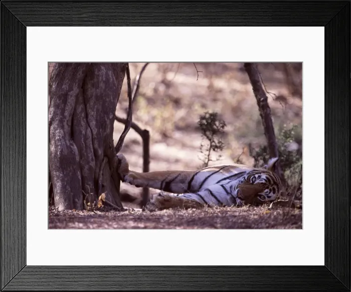 Framed Print : Tiger - Tigress resting with paw on tree Ranthambhore NP, Rajasthan, India