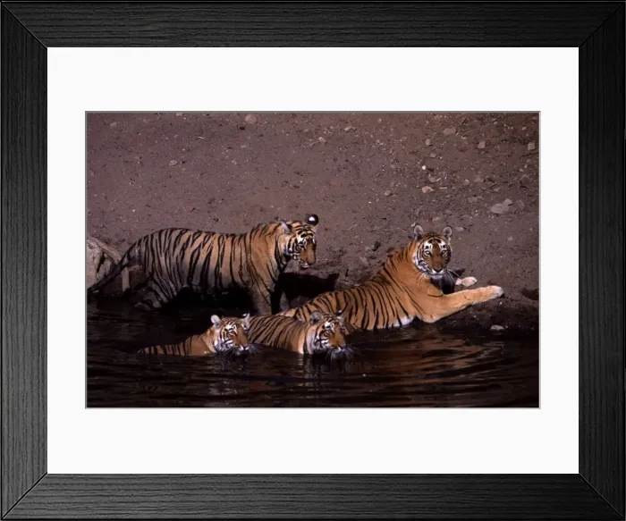 Framed Print : Tiger family - Mother and three 15 month-old cubs Ranthambhore NP, Rajasthan, India Framed Print : Tiger family - Mother and three 15 month-old cubs Ranthambhore NP, Rajasthan, India