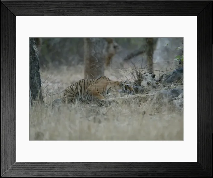 Framed Print : Tiger - Stalking prey Ranthambhore NP, Rajasthan, India Framed Print : Tiger - Stalking prey Ranthambhore NP, Rajasthan, India
