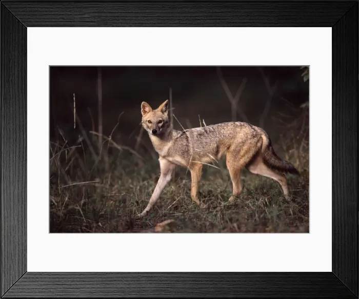 Framed Print : Golden / Asiatic Jackal Ranthambhore NP, Rajasthan, India Framed Print : Golden / Asiatic Jackal Ranthambhore NP, Rajasthan, India