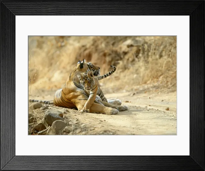 Framed Print : Tigers - 3 month old cub with mother Ranthambhore NP, Rajasthan, India Framed Print : Tigers - 3 month old cub with mother Ranthambhore NP, Rajasthan, India
