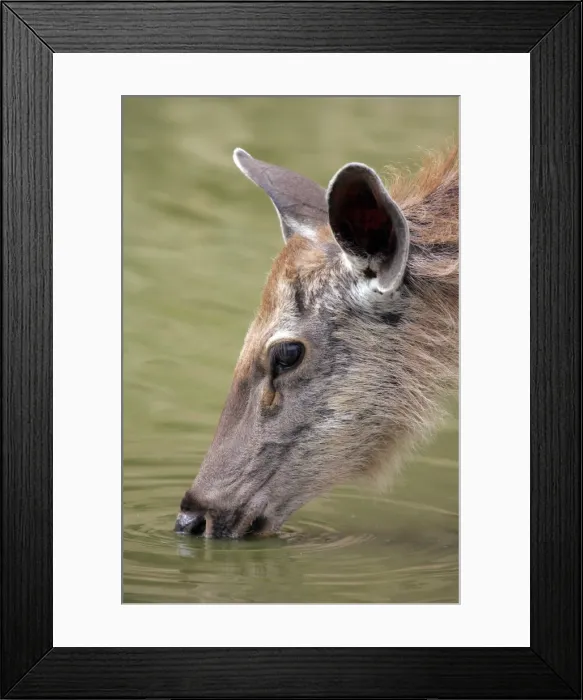 Framed Print : Sambar - Drinking at pool Ranthambhore NP, Rajasthan, India Framed Print : Sambar - Drinking at pool Ranthambhore NP, Rajasthan, India