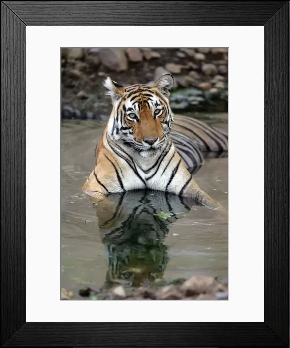 Framed Print : Tiger - Female resting in pool Ranthambhore NP, Rajasthan, India Framed Print : Tiger - Female resting in pool Ranthambhore NP, Rajasthan, India