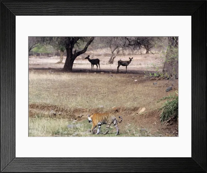 Framed Print : Tiger - Walking past alert Sambar (Cervus unicolor) Ranthambhore NP, Rajasthan, India Framed Print : Tiger - Walking past alert Sambar (Cervus unicolor) Ranthambhore NP, Rajasthan, India