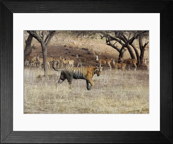 Framed Print : Tiger - Female walking past herd of Spotted Deer (Axis axis) Ranthambhore NP, Rajasthan, India Framed Print : Tiger - Female walking past herd of Spotted Deer (Axis axis) Ranthambhore NP, Rajasthan, India