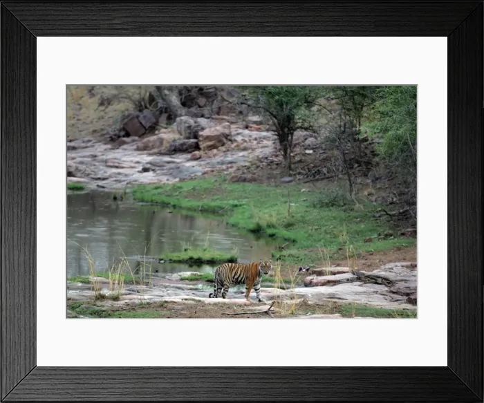 Framed Print : Tiger - In open landscape near water pool Ranthambhore NP, Rajasthan, India Framed Print : Tiger - In open landscape near water pool Ranthambhore NP, Rajasthan, India