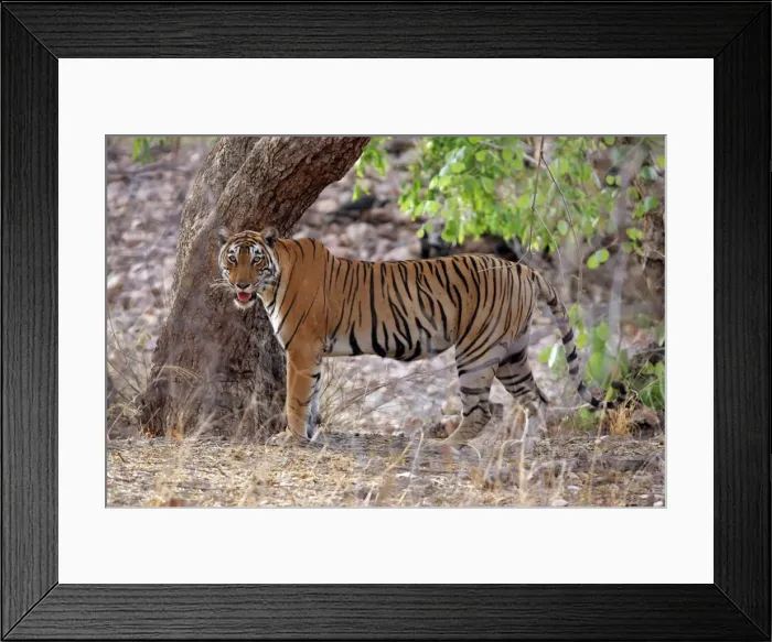 Framed Print : Tiger Ranthambhore NP, Rajasthan, India Framed Print : Tiger Ranthambhore NP, Rajasthan, India