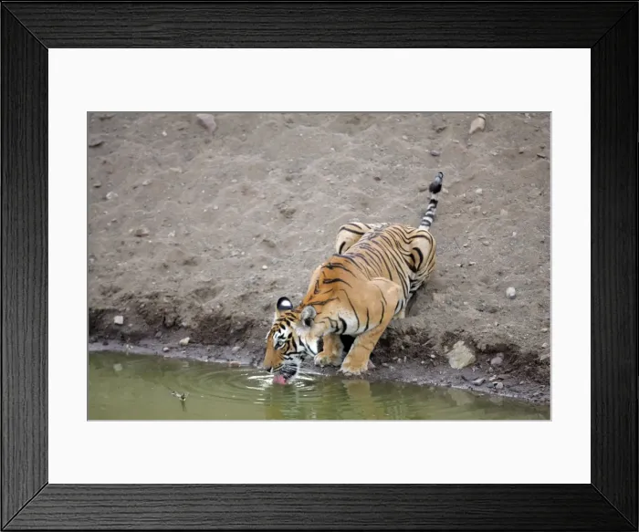 Framed Print : Tiger - Female drinking from pool Ranthambhore NP, Rajasthan, India Framed Print : Tiger - Female drinking from pool Ranthambhore NP, Rajasthan, India