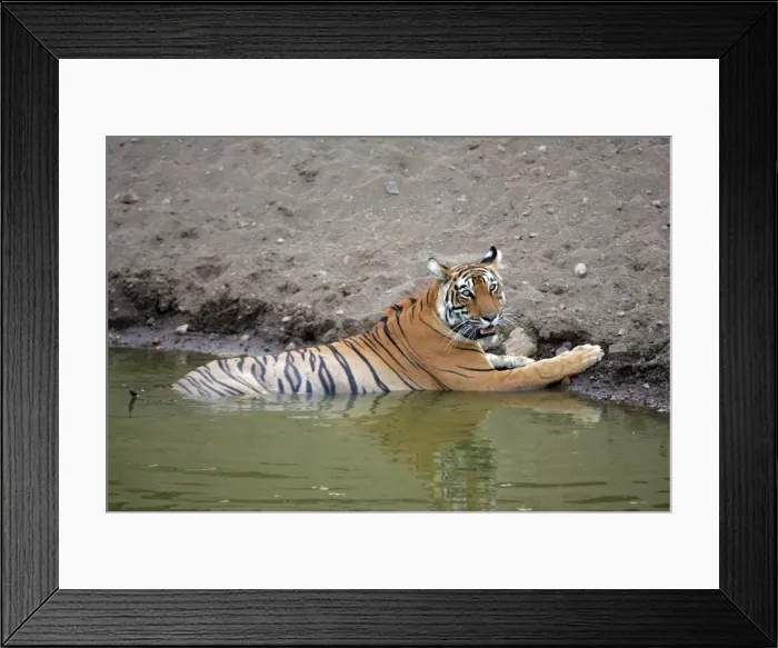 Framed Print : Tiger - Female resting in water Ranthambhore NP, Rajasthan, India Framed Print : Tiger - Female resting in water Ranthambhore NP, Rajasthan, India