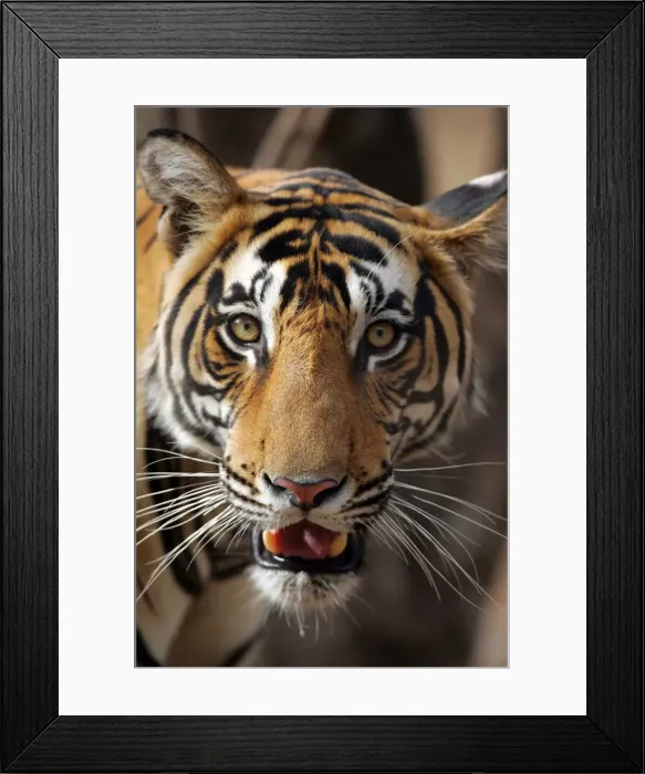 Framed Print : Tiger - Male portrait Ranthambhore NP, Rajasthan, India Framed Print : Tiger - Male portrait Ranthambhore NP, Rajasthan, India