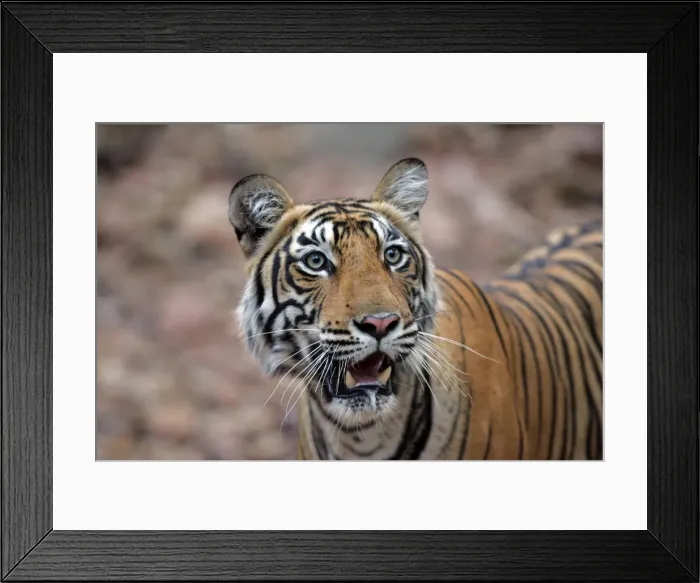 Framed Print : Tiger - 16 month-old female Ranthambhore NP, Rajasthan, India Framed Print : Tiger - 16 month-old female Ranthambhore NP, Rajasthan, India