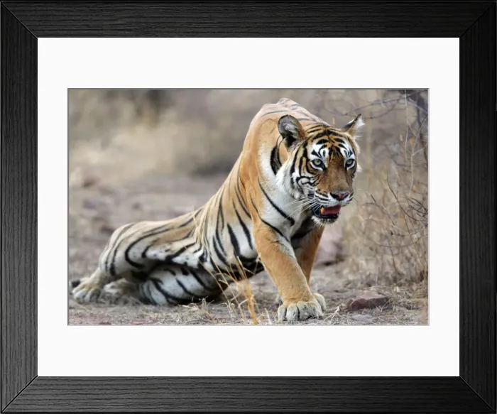 Framed Print : Tiger - Stalking prey Ranthambhore NP, Rajasthan, India Framed Print : Tiger - Stalking prey Ranthambhore NP, Rajasthan, India