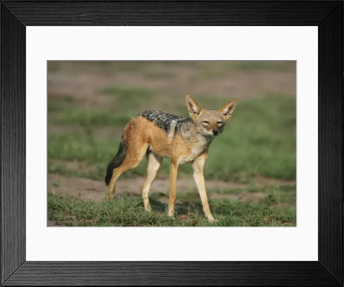 Framed Print : Black-Backed Jackal - Hwange National Park, Zimbabwe, Africa Framed Print : Black-Backed Jackal - Hwange National Park, Zimbabwe, Africa