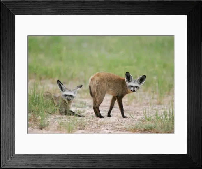 Framed Print : Bat-eared Fox - Pair - Hwange National Park, Zimbabwe, Africa Framed Print : Bat-eared Fox - Pair - Hwange National Park, Zimbabwe, Africa