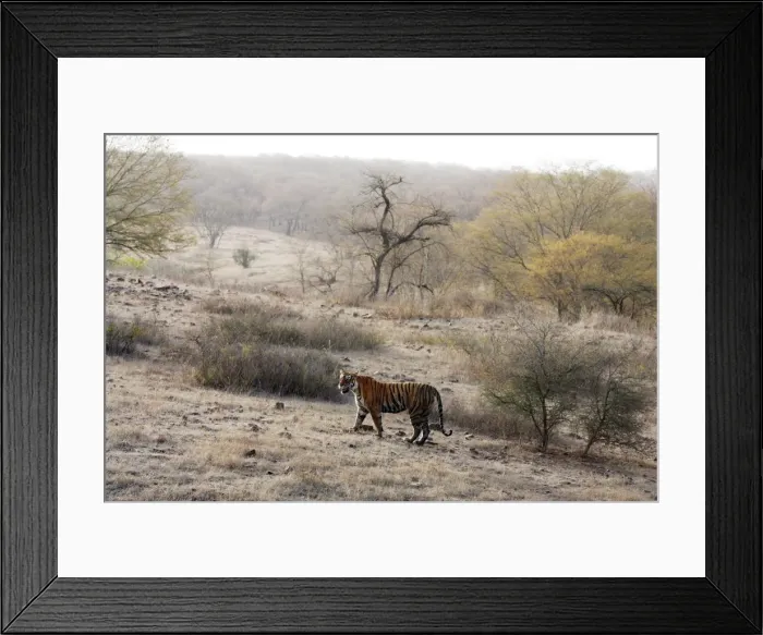 Framed Print : Tiger - In open landscape Ranthambhore National Park, Rajasthan, India Framed Print : Tiger - In open landscape Ranthambhore National Park, Rajasthan, India