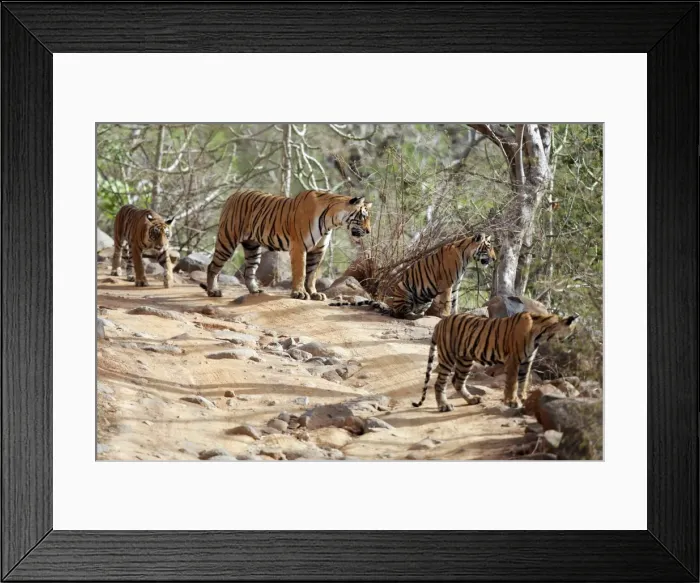 Framed Print : Tiger - Mother with three 9 month-old cubs Ranthambhore National Park, Rajasthan, India Framed Print : Tiger - Mother with three 9 month-old cubs Ranthambhore National Park, Rajasthan, India