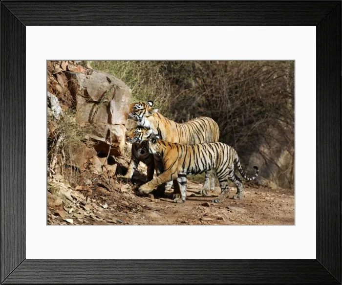 Framed Print : Tiger - Mother with two 9 month-old cubs, smelling another tiger's scent on a rock Ranthambhore National Park, Rajasthan, India Framed Print : Tiger - Mother with two 9 month-old cubs, smelling another tiger's scent on a rock Ranthambhore National Park, Rajasthan, India