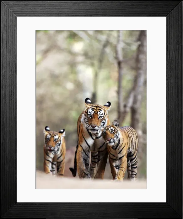 Framed Print : Tiger - Mother with two 9 month-old cubs Ranthambhore National Park Framed Print : Tiger - Mother with two 9 month-old cubs Ranthambhore National Park