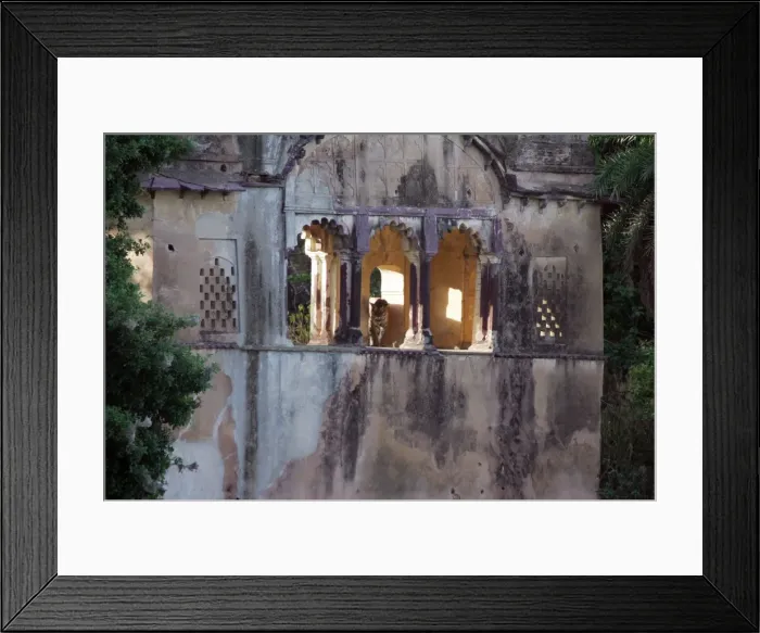 Framed Print : Tiger - In Rajbagh Palace Ranthambhore National Park, Rajasthan, India Framed Print : Tiger - In Rajbagh Palace Ranthambhore National Park, Rajasthan, India