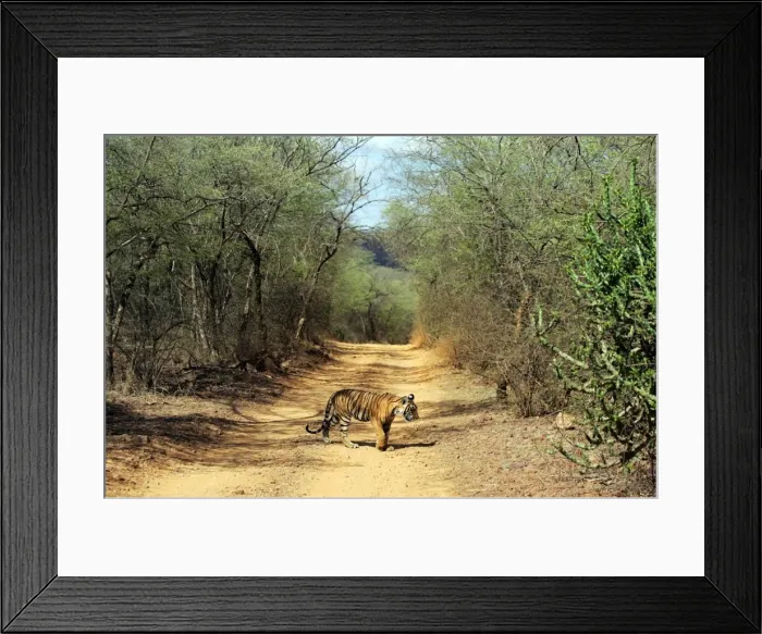 Framed Print : Tiger - 9 month-old cub walking across forest track Ranthambhore National Park, Rajasthan, India Framed Print : Tiger - 9 month-old cub walking across forest track Ranthambhore National Park, Rajasthan, India