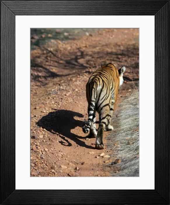 Framed Print : Tiger - Shadow detail Ranthambhore National Park, Rajasthan, India Framed Print : Tiger - Shadow detail Ranthambhore National Park, Rajasthan, India