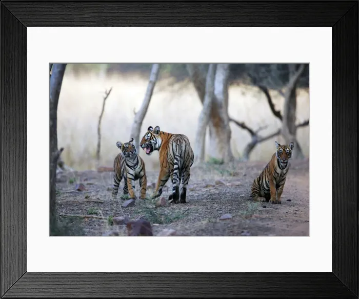 Framed Print : Tiger - Mother snarling at 9 month-old cub Ranthambhore National Park, Rajasthan, India Framed Print : Tiger - Mother snarling at 9 month-old cub Ranthambhore National Park, Rajasthan, India