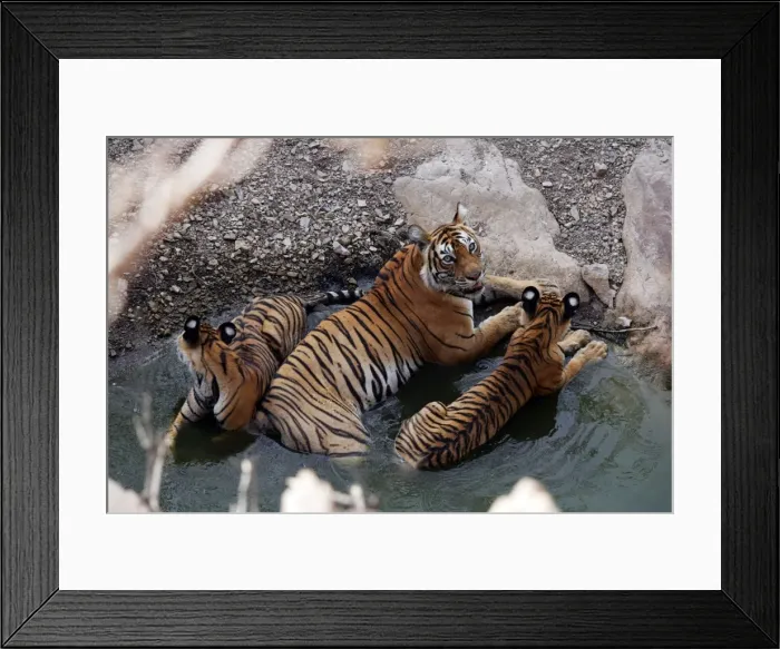 Framed Print : Tiger - Mother in water pool with two 9 month-old cubs Ranthambhore National Park, Rajasthan, India Framed Print : Tiger - Mother in water pool with two 9 month-old cubs Ranthambhore National Park, Rajasthan, India