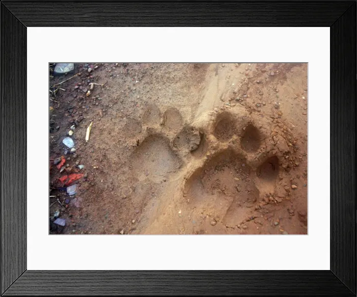 Framed Print : Tiger tracks in dirt road Ranthambhore National Park, Rajasthan, India Framed Print : Tiger tracks in dirt road Ranthambhore National Park, Rajasthan, India