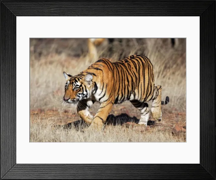 Framed Print : Tiger - 9 month-old cub stalking Ranthambhore National Park, Rajasthan, India Framed Print : Tiger - 9 month-old cub stalking Ranthambhore National Park, Rajasthan, India