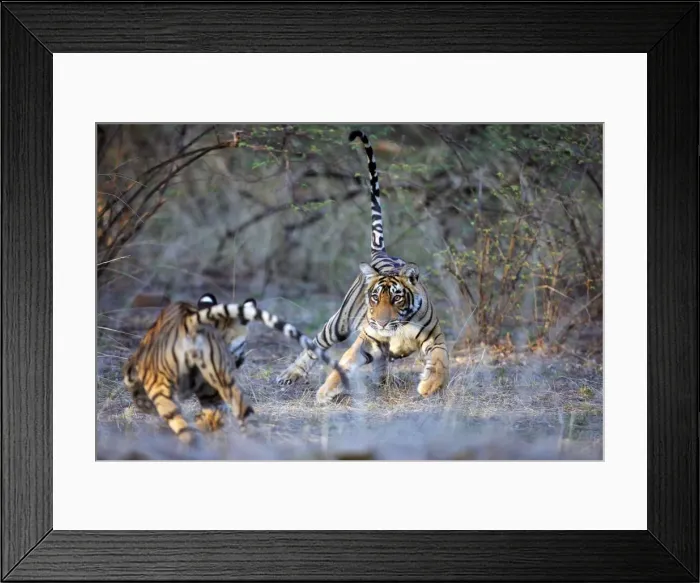 Framed Print : Tiger - Two 9 month-old cubs playing Ranthambhore National Park, Rajasthan, India Framed Print : Tiger - Two 9 month-old cubs playing Ranthambhore National Park, Rajasthan, India