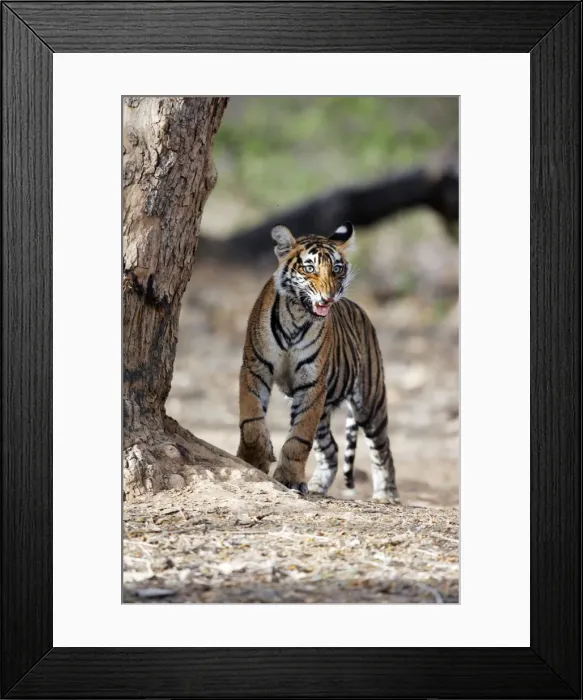 Framed Print : Tiger - 9 month-old cub smelling another tigers scent Ranthambhore National Park, Rajasthan, India Framed Print : Tiger - 9 month-old cub smelling another tigers scent Ranthambhore National Park, Rajasthan, India