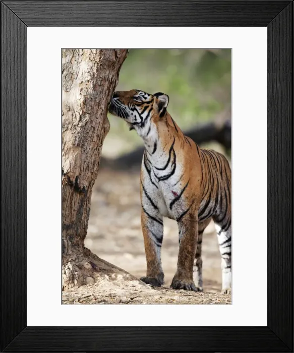 Framed Print : Tiger - Smelling another tigers scent on tree Ranthambhore National Park, Rajasthan, India Framed Print : Tiger - Smelling another tigers scent on tree Ranthambhore National Park, Rajasthan, India