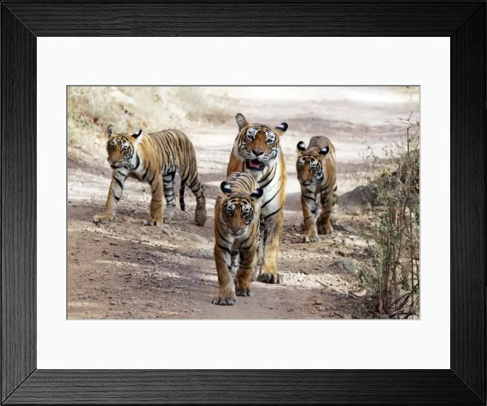 Framed Print : Tiger - Mother with three 9 month-old cubs Ranthambhore National Park, Rajasthan, India Framed Print : Tiger - Mother with three 9 month-old cubs Ranthambhore National Park, Rajasthan, India